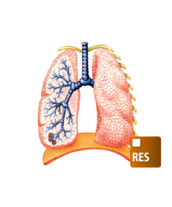 Módulo Respiratório