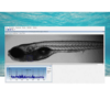 Cardiologia e Fisiologia em Zebrafish - MicroZebraLab